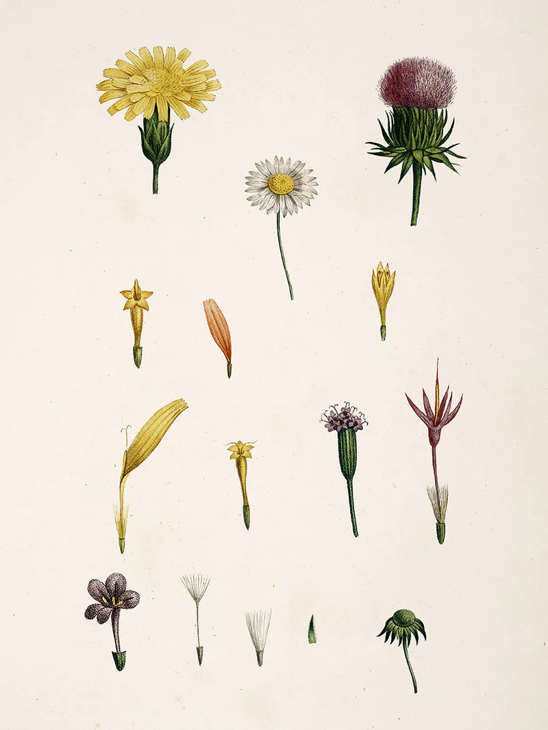 Compound Flower – hover