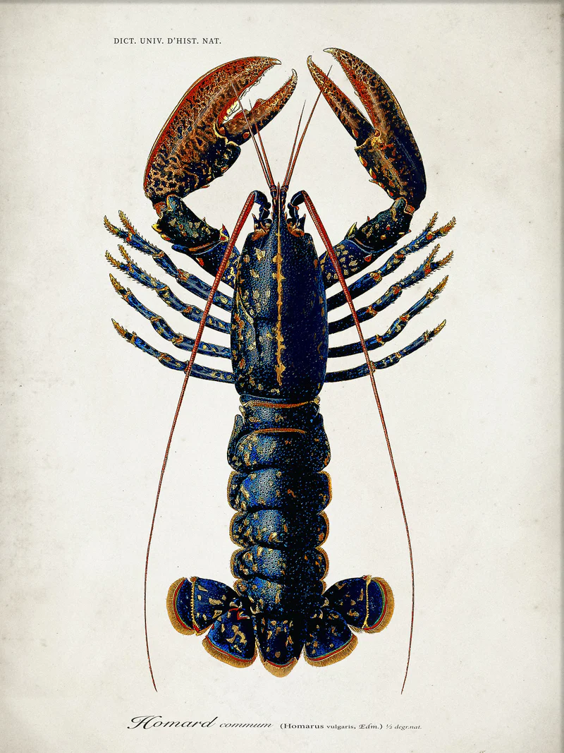 Lobster – hover