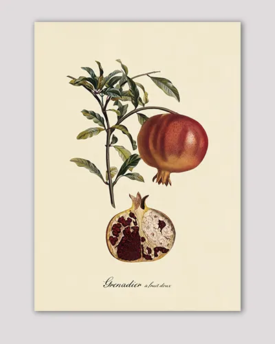 Grenadier à Fruit Doux – hover