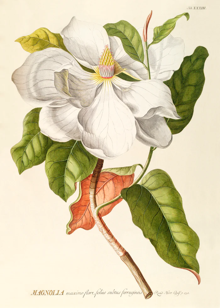 Magnolia – hover