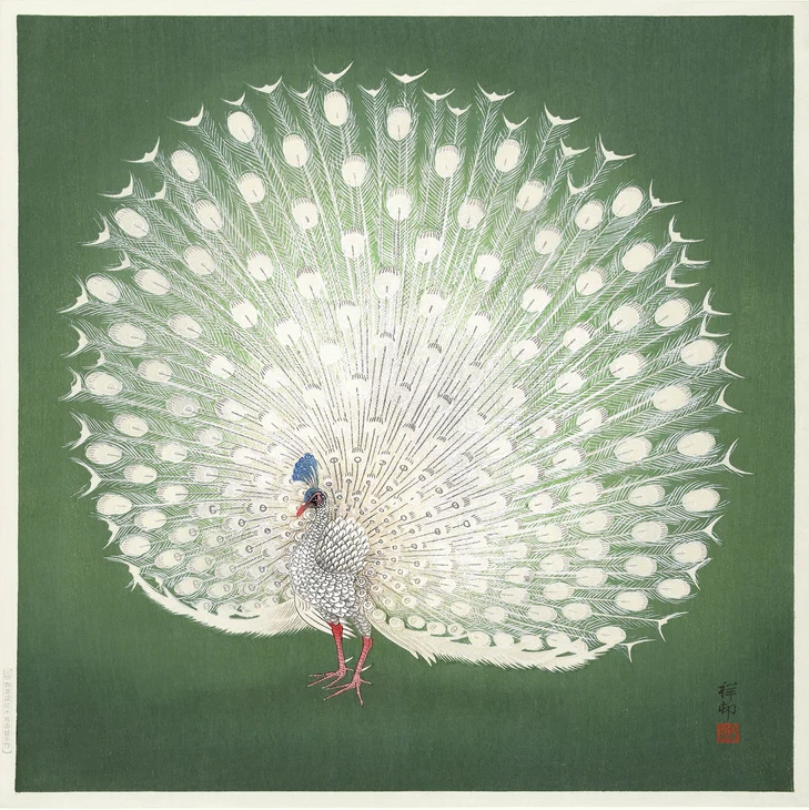 Peacok on Green – hover